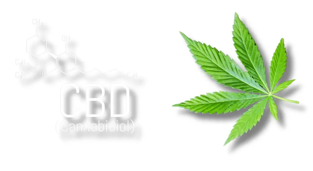 MasaHub CBD